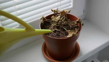 Come far riprendere una pianta assetata: guida completa