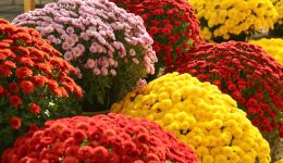Crisantemi: significato, colori e perché sono considerati i fiori dei morti