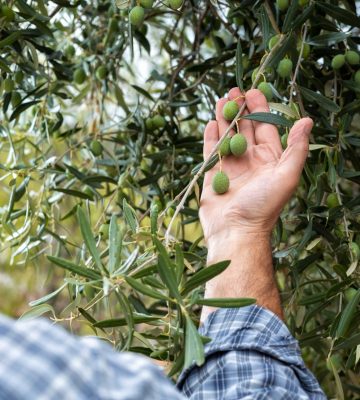 Caucasian farmer checks the unripe olives. Agriculture.