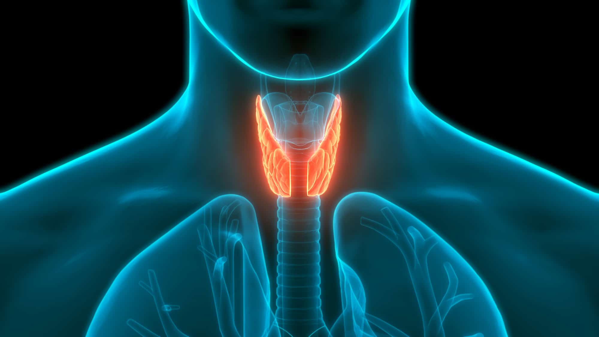 Disturbi della tiroide dopo i 60: sintomi, diagnosi e terapie - Cocooners
