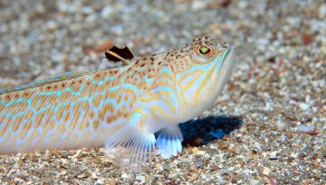 Puntura tracina: come curarla e come diminuire il dolore