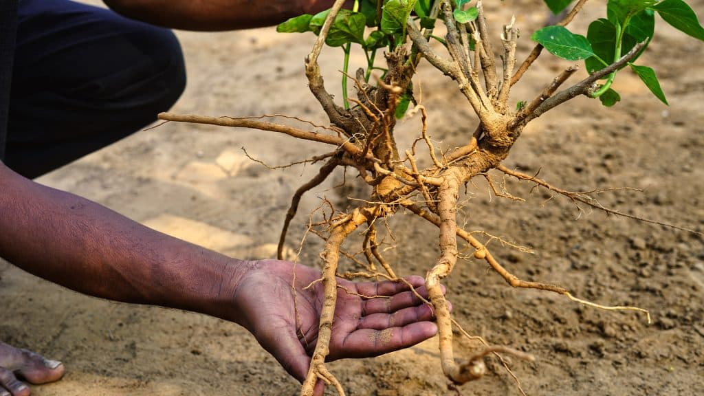 Ashwagandha: cos’è, benefici, a cosa serve