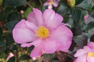 Camellia sasanqua_credits_Pixabay