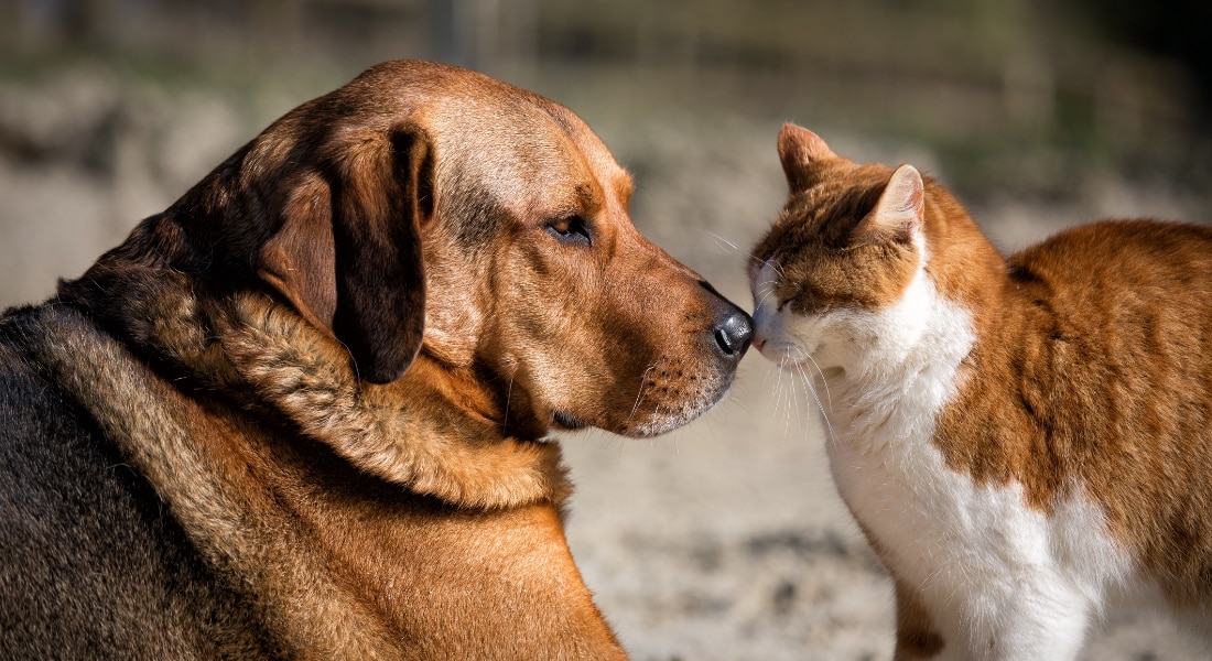Cane gatto pappataci