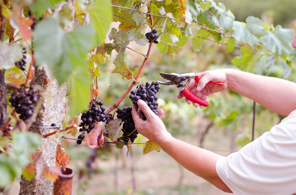 vendemmia