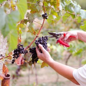Weekend Piemonte: vendemmia in monferrato settembre 2026