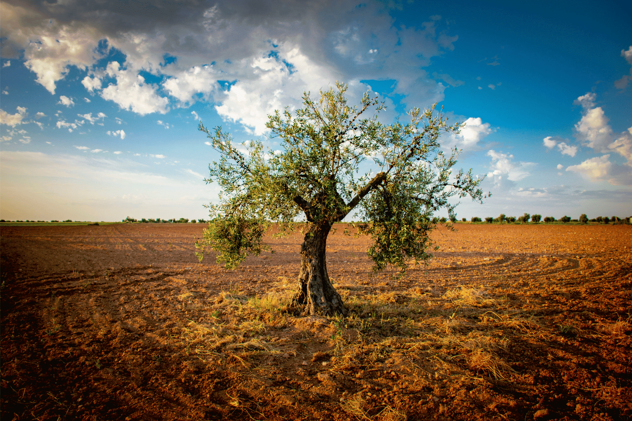 domenica delle palme significato e storia