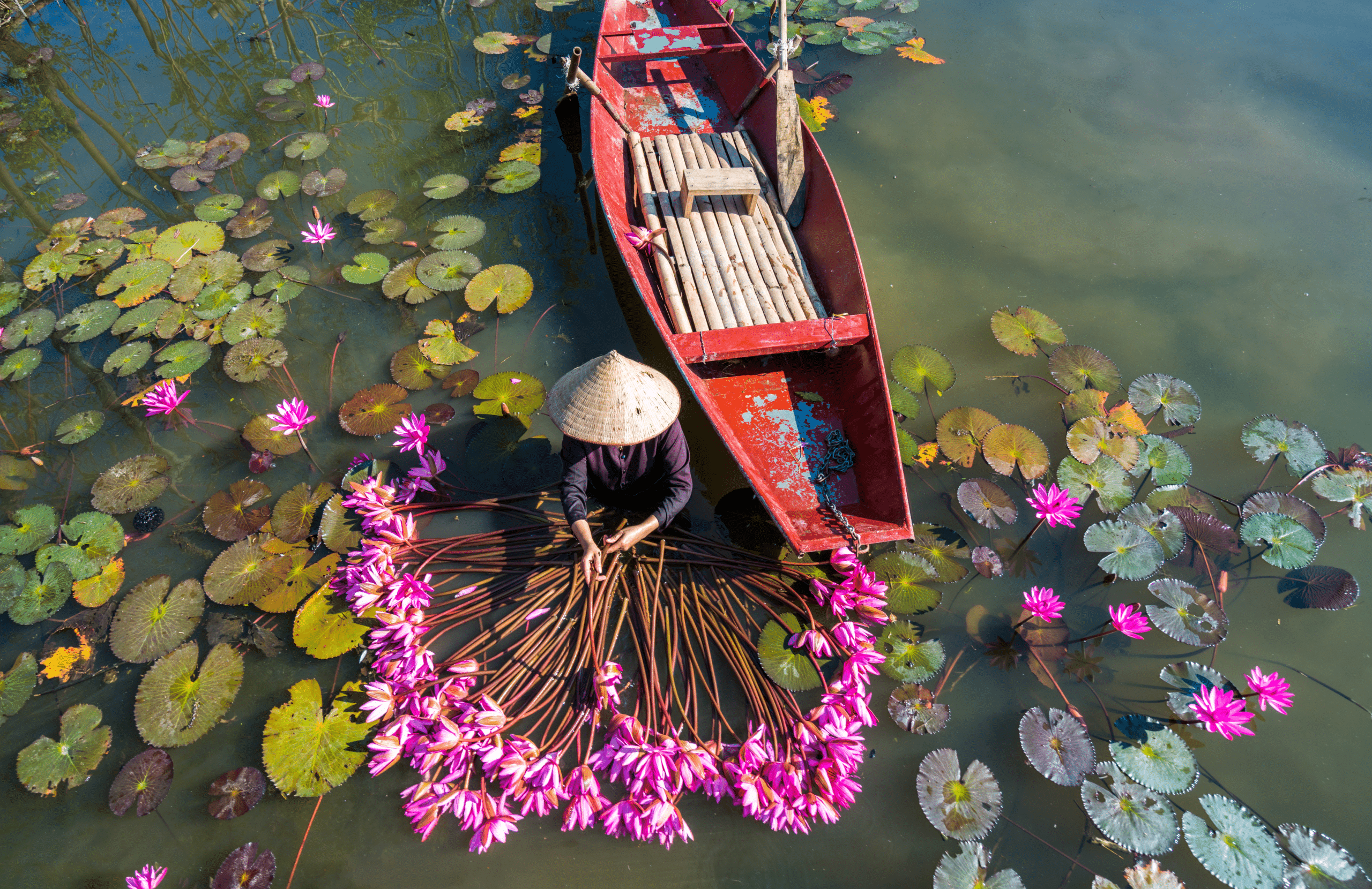 Vietnam: Il giardino del fiore dell’alba