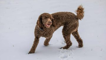 Barboncino: carattere, quanto vive, come prendersene cura