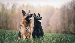 Frasi sui cani: le più belle e significative