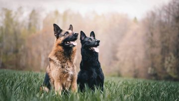 Frasi sui cani: le più belle e significative