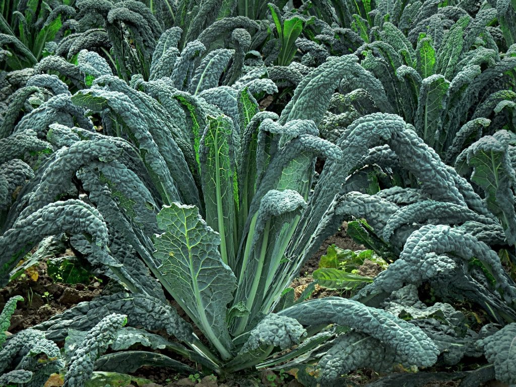 Zuppa di cavolo nero e patate: proprietà e benefici