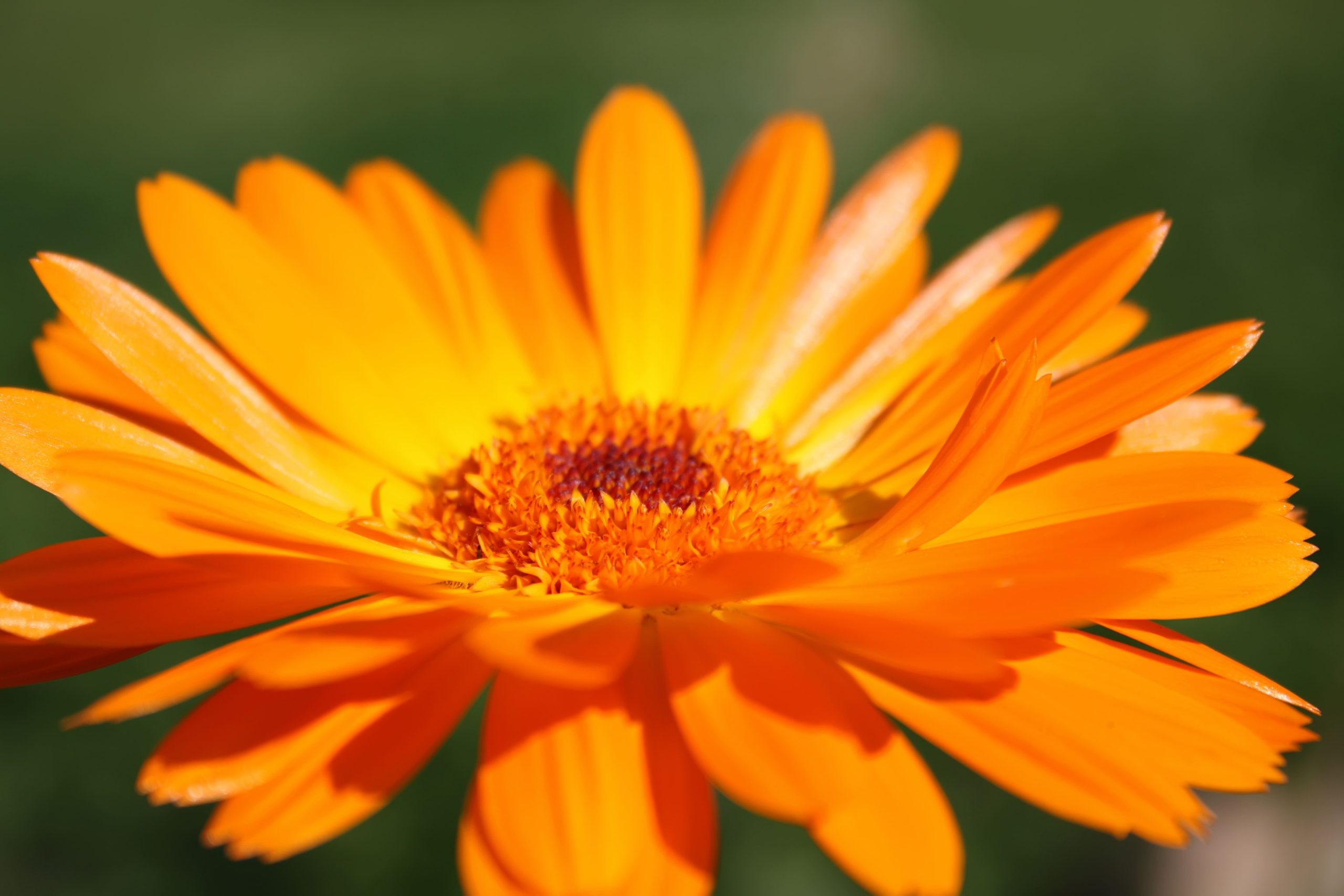 calendula_2