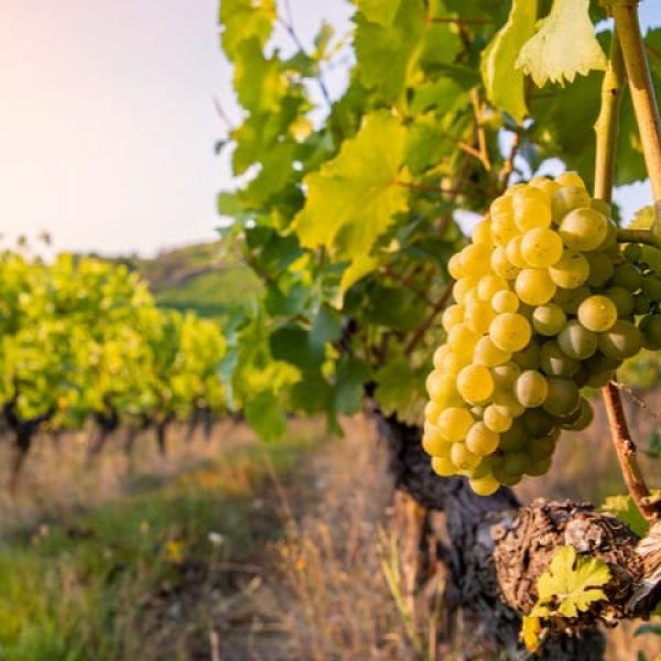 Piemonte Essenziale: arte, vino e colline UNESCO