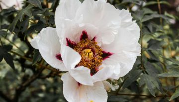 Il 13 novembre si festeggia la Giornata mondiale della gentilezza: storia e significato