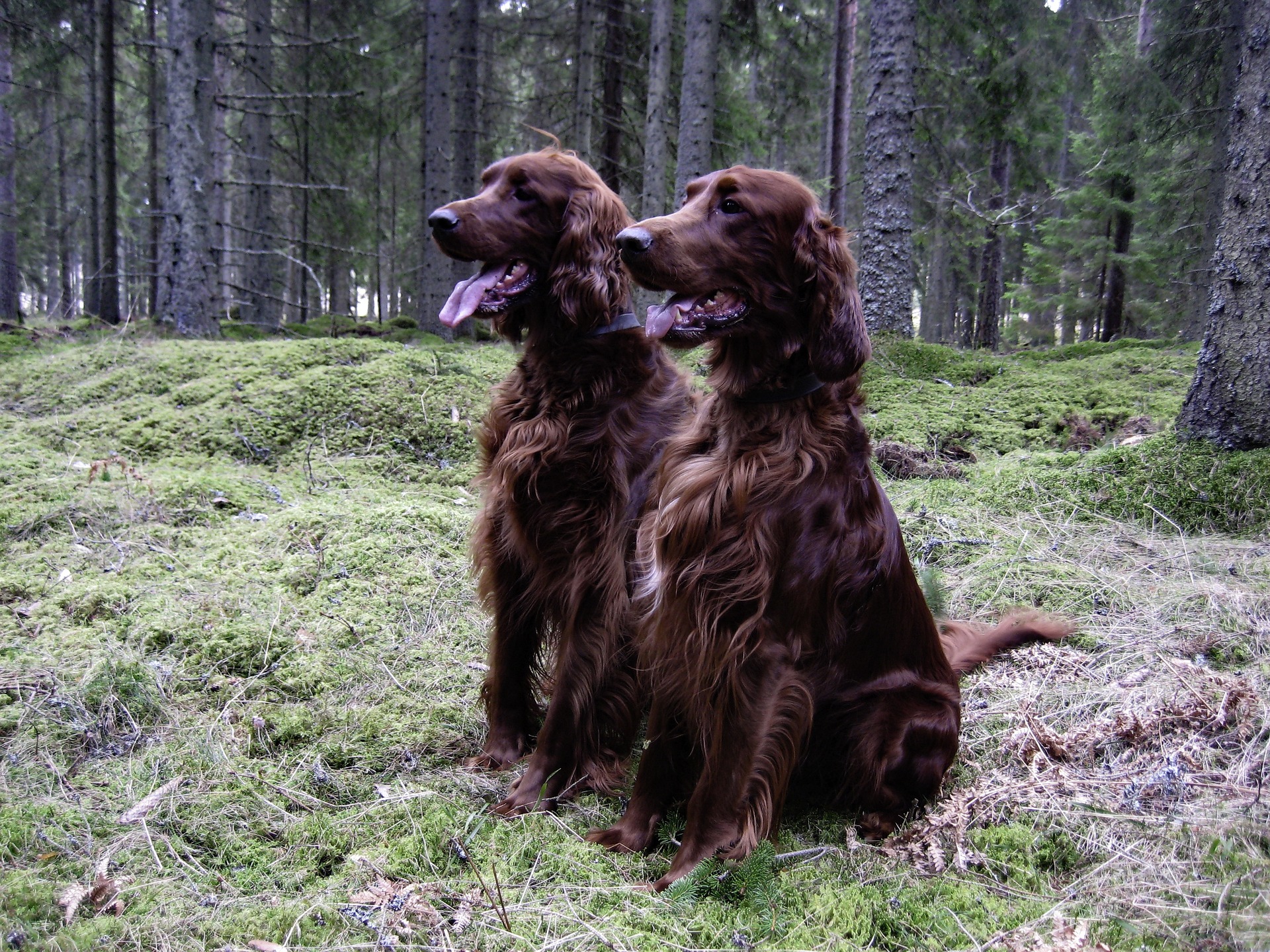 Quali sono i migliori animali da compagnia?