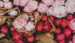 Il significato della Peonia a seconda del suo colore: quando regalarla e perché