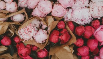 Il significato della Peonia a seconda del suo colore: quando regalarla e perché