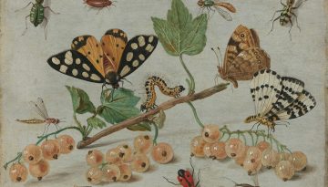 Punture di insetto: come riconoscerle, cosa fare e quando preoccuparsi