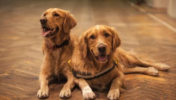 I 50 nomi più belli per cani maschi nel 2025