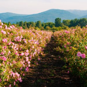 Bulgaria: Festa delle Rose