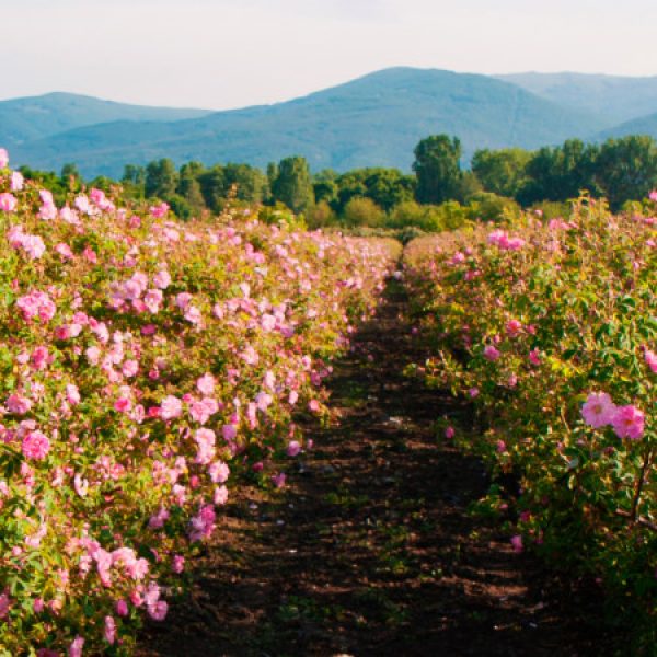 Bulgaria: Festa delle Rose