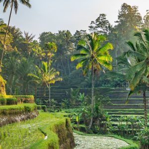 Indonesia Heritage: da Giava a Bali