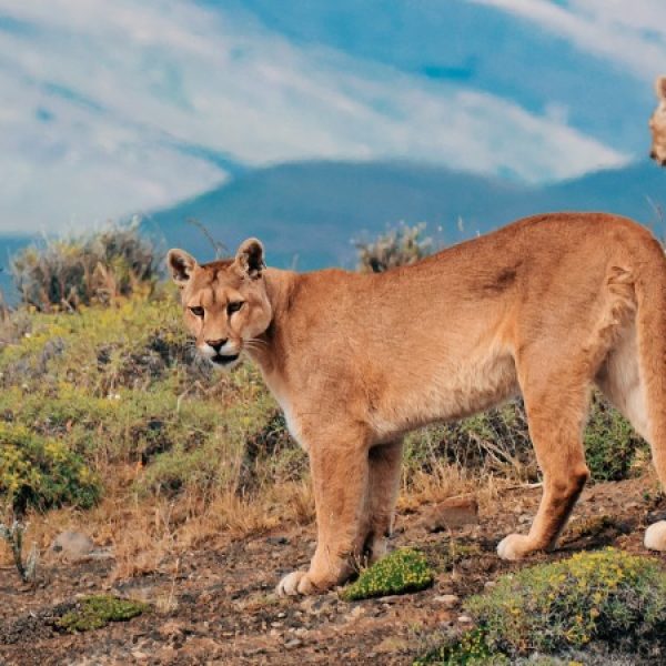 Cile segreto, nel regno del puma
