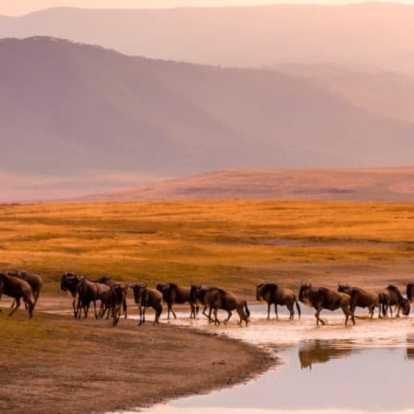 Tanzania Safari, il richiamo dell'Africa