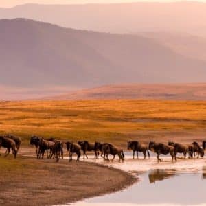 Tanzania Safari, il richiamo dell'Africa