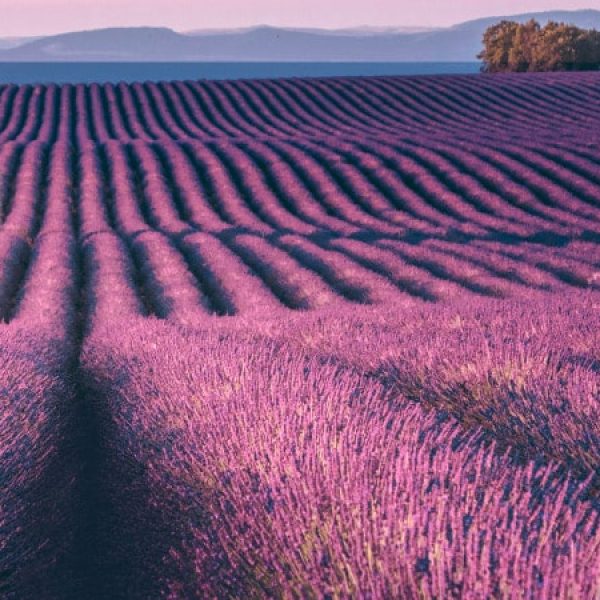 Camargue, Provenza e Costa Azzurra