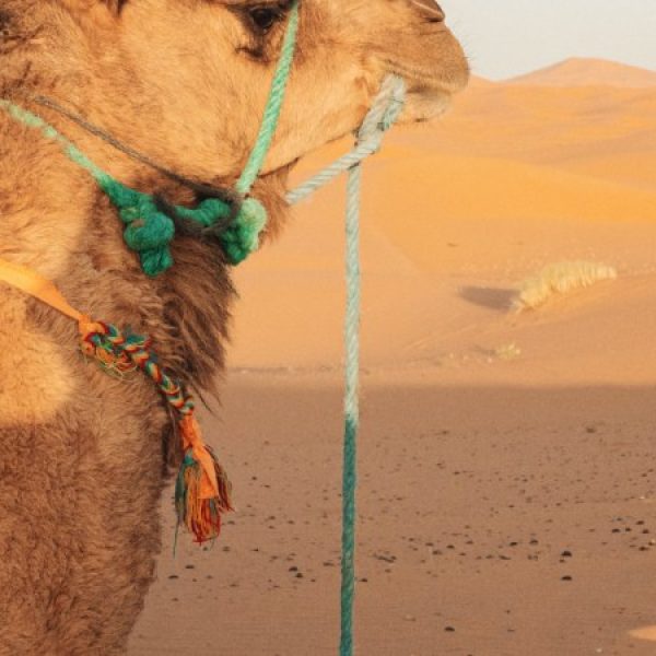 Marocco: Città Imperiali e deserto