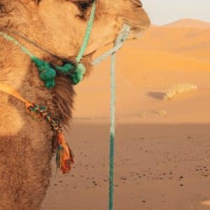 Marocco: Città Imperiali e deserto