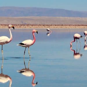 Cile, Atacama e Isola di Pasqua