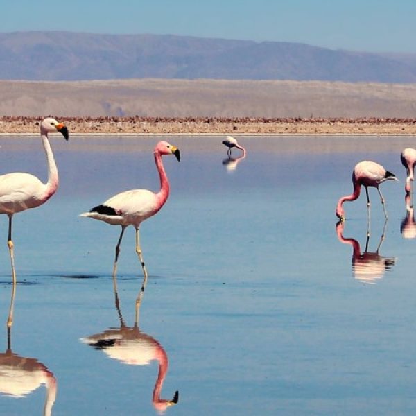 Cile, Atacama e Isola di Pasqua