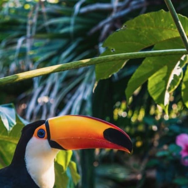 Brasile e Amazzonia