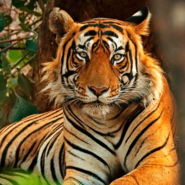 India selvaggia: safari nella giungla