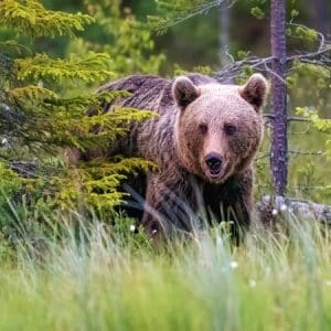 Romania selvaggia, alla ricerca dell'orso bruno
