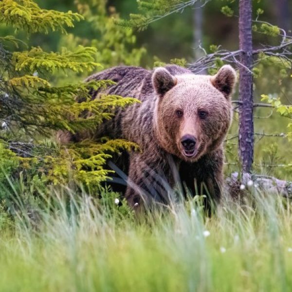 Romania selvaggia, alla ricerca dell'orso bruno