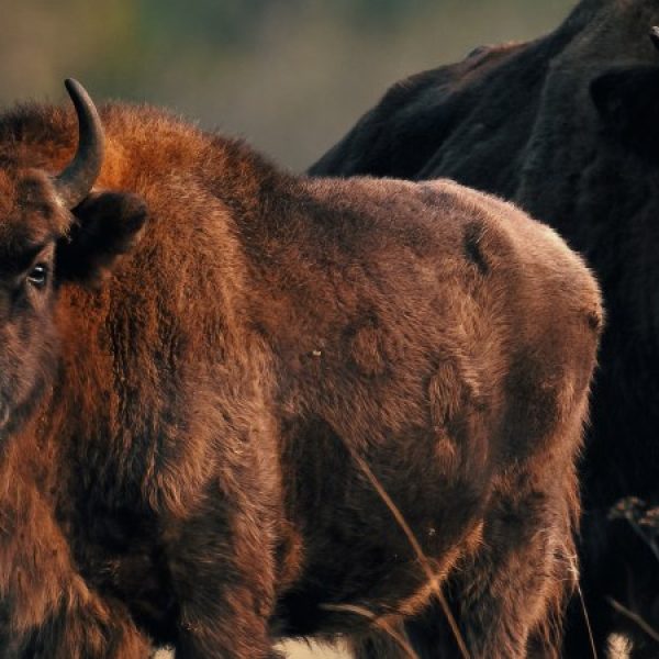 Polonia: bisonti, alci e foreste primarie