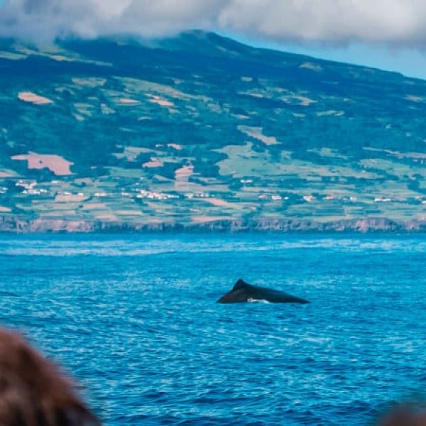 Azzorre, tra balene e natura