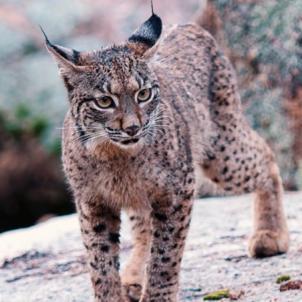 Spagna: il regno della lince