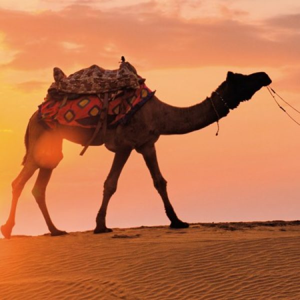 Il Taj Mahal, il deserto e la Città d'Oro