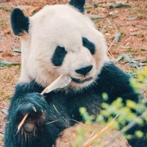 Cina classica e la terra dei panda