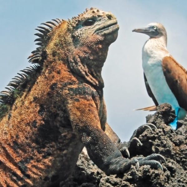 Galápagos, il miracolo della natura