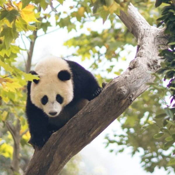 Cina: la natura del Tibet e la terra dei panda
