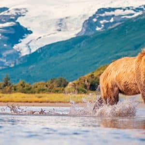Alaska: sulle orme dell'orso