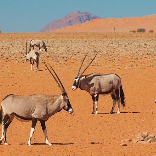 Namibia Safari: orme nel deserto