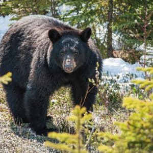 La natura del Canada: tra parchi, orsi e balene