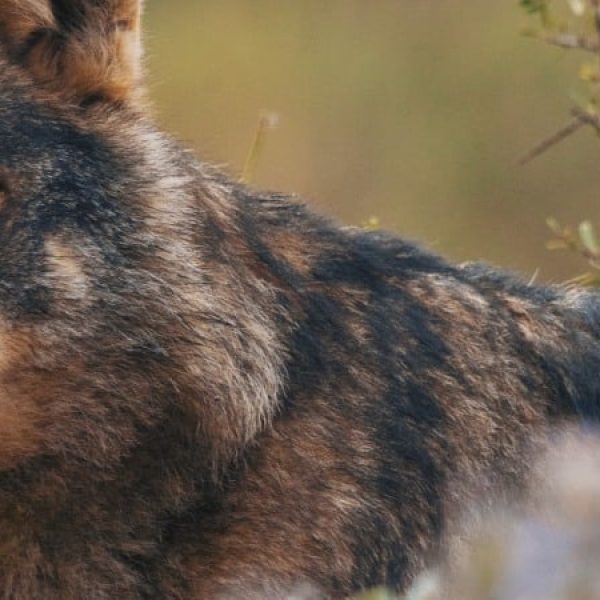 Spagna: la fauna selvaggia della Cantabria